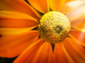 微距橙色翠菊摄影图片